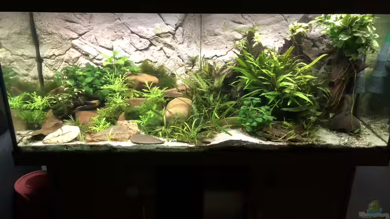 Hauptansicht Aquarium von Cherax Pulcher von derflo (1)