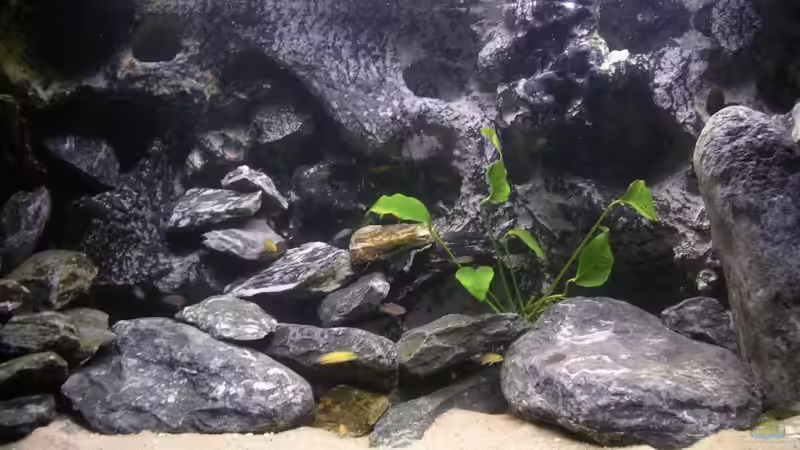 Hauptansicht Aquarium von Chilumba School von magunga rock (1)