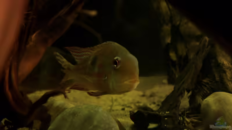 Hauptansicht Aquarium von Cichlid Pearls vekauft von die Perle... (1)
