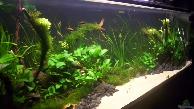 Hauptansicht Aquarium von Coast of Paradise von Dr.Fishtank (1)