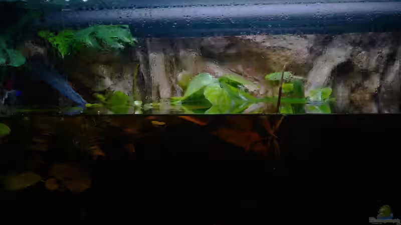 Hauptansicht Aquarium von Copella-Aquarium von Goldfisch (1)