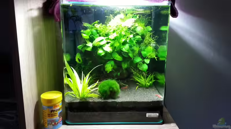 Hauptansicht Aquarium von Cube.. das erste von Deladriel (1)