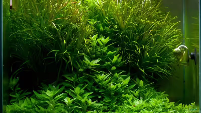Hauptansicht Aquarium von Cube 40x40x40 von pogona (1)
