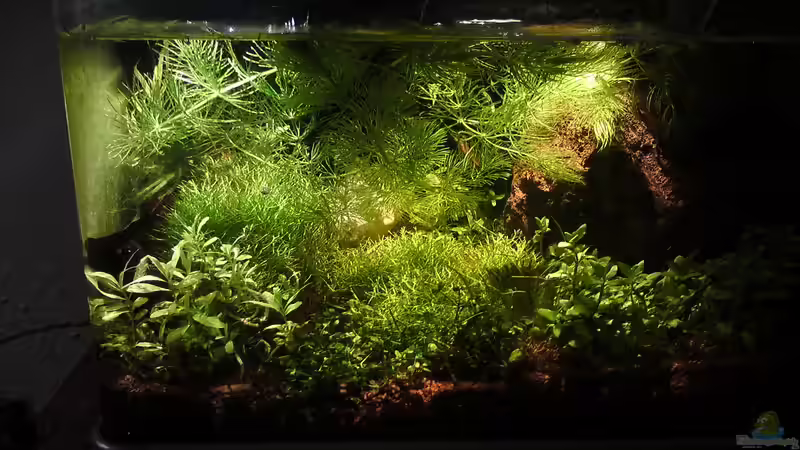 Hauptansicht Aquarium von Cube von Aquamaster (1)