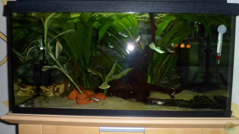 Hauptansicht Aquarium von Cynops orientalis von Sascha G. (1)