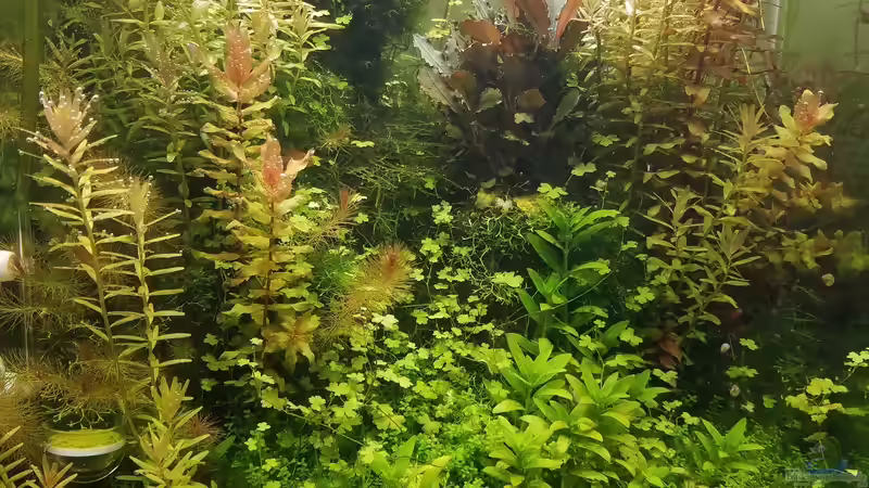 Hauptansicht Aquarium von DARIO DARIO von Smo (1)