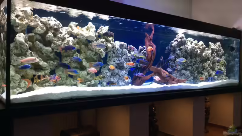 Hauptansicht Aquarium von DARIUS von Garbas Darius (1)