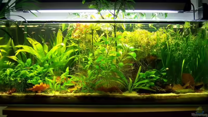 Hauptansicht Aquarium von Das Becken wurde aufgelöst! von Erik Dreßen (1)