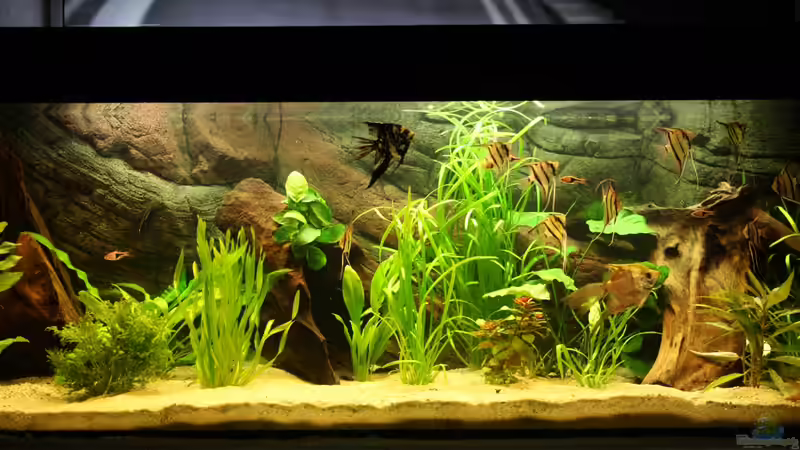 Hauptansicht Aquarium von Das Flagschiff von schnapper (1)