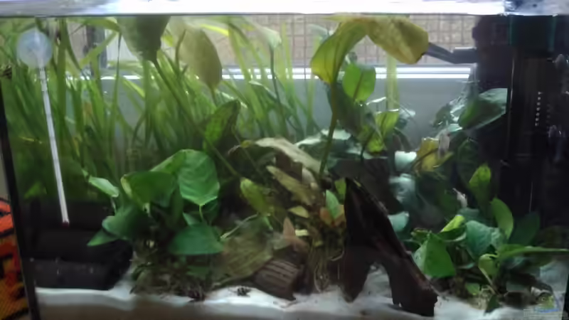 Hauptansicht Aquarium von Das kleine Rechteck von Toti311
