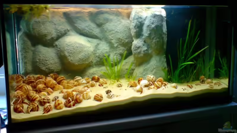 Hauptansicht Aquarium von Das Tanganjikabecken von timme (1)