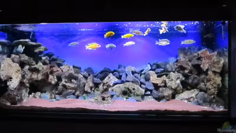 Hauptansicht Aquarium von Deep blue Malawi von Malawi-Dude (1)