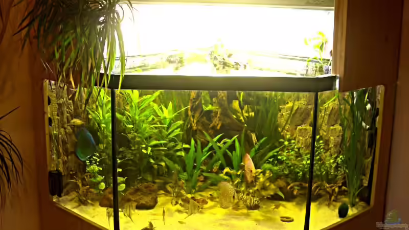 Hauptansicht Aquarium von Delta von Pigeon (1)