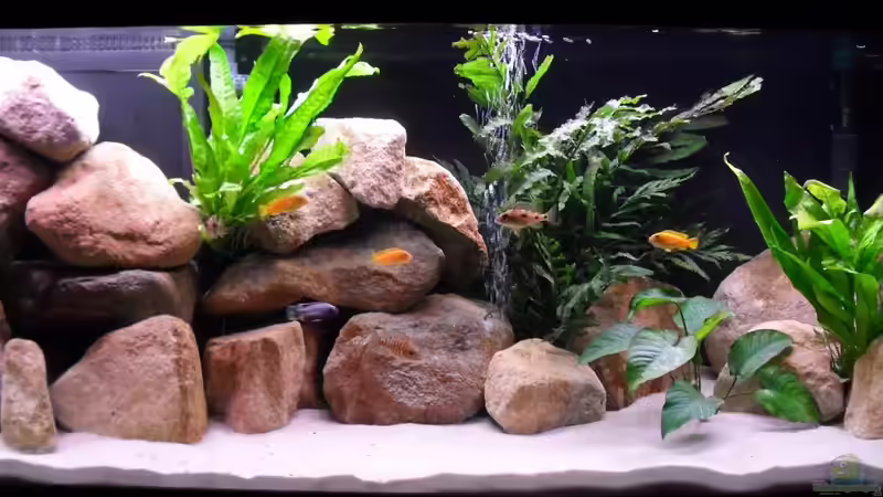 Hauptansicht Aquarium von Deltec von Helmo (1)