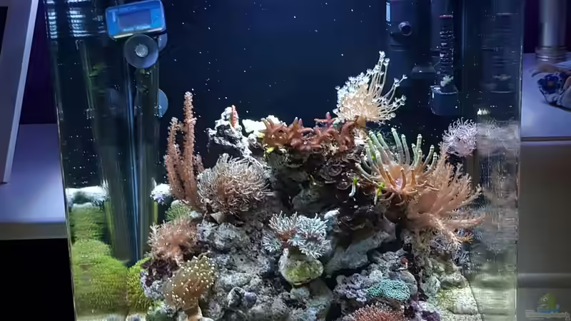 Hauptansicht Aquarium von Dennerle Nano Marinus 60l von joau (1)