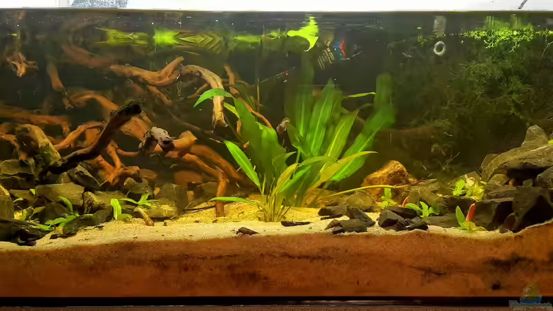 Hauptansicht Aquarium von Der 1. Versuch Rio Orinoco von Alexander Loesch (1)