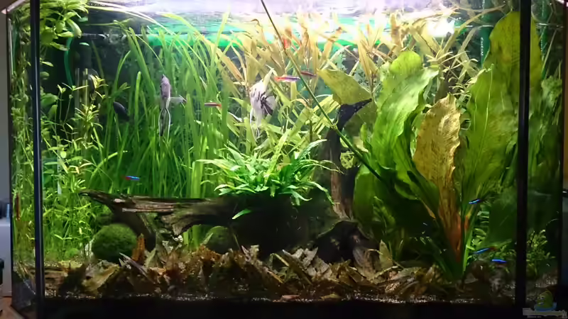 Hauptansicht Aquarium von Der 2. Versuch ^^ von Stephan Groß (1)