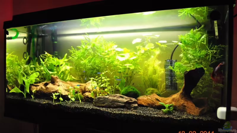 Hauptansicht Aquarium von Der Einstieg von andrebasa (1)