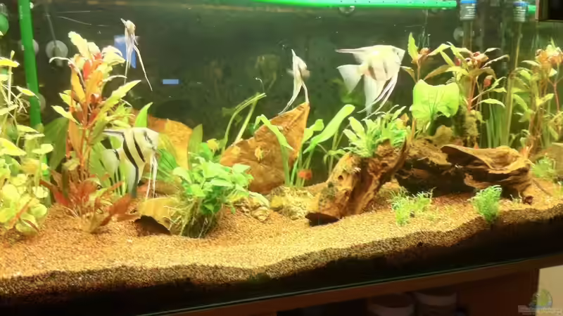 Hauptansicht Aquarium von Der erste Versuch von Mario_83 (1)