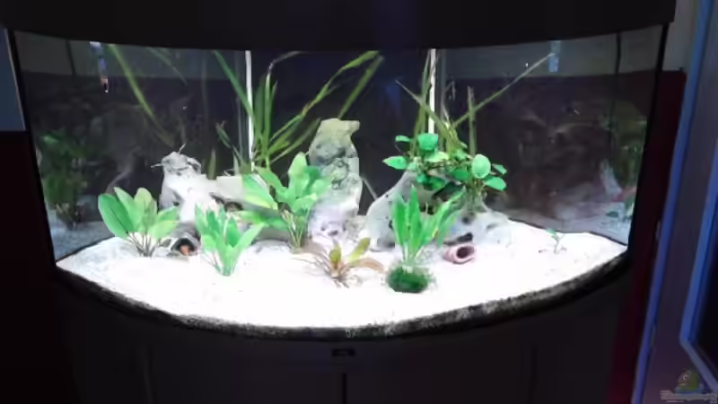 Hauptansicht Aquarium von Discusbecken von mirko1411 (1)