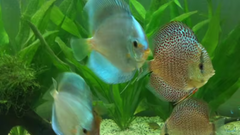 Hauptansicht Aquarium von Diskus-Becken von Diskus94 (1)