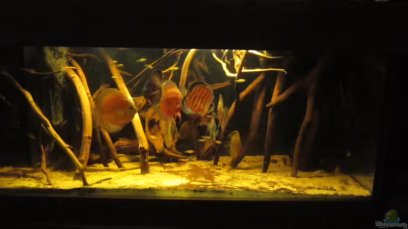 Hauptansicht Aquarium von Diskus Biotop von Amamazonas Diskus (1)