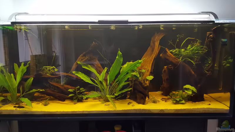 Hauptansicht Aquarium von Diskus-Rift von Johannes L. (1)