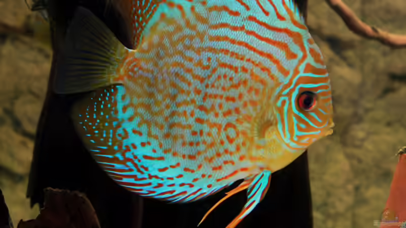 Hauptansicht Aquarium von Diskus-Tank von Teh_D (1)
