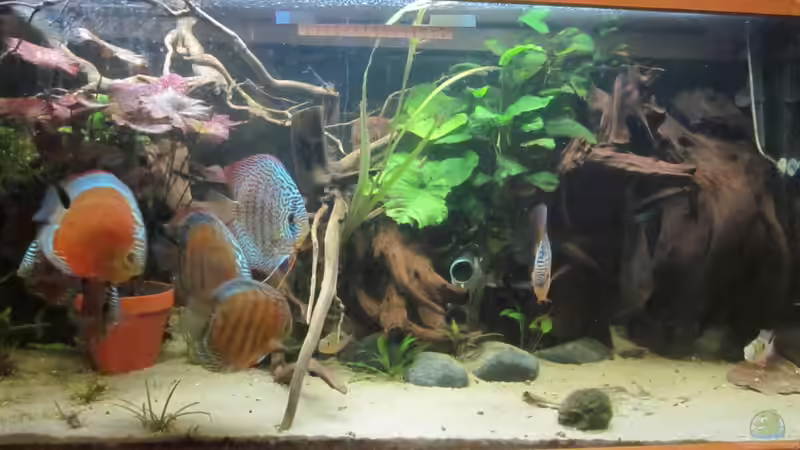 Hauptansicht Aquarium von Diskus Traum # abgebaut# von Amamazonas Diskus (1)
