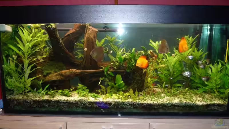 Hauptansicht Aquarium von Diskus von Michi 82 (1)