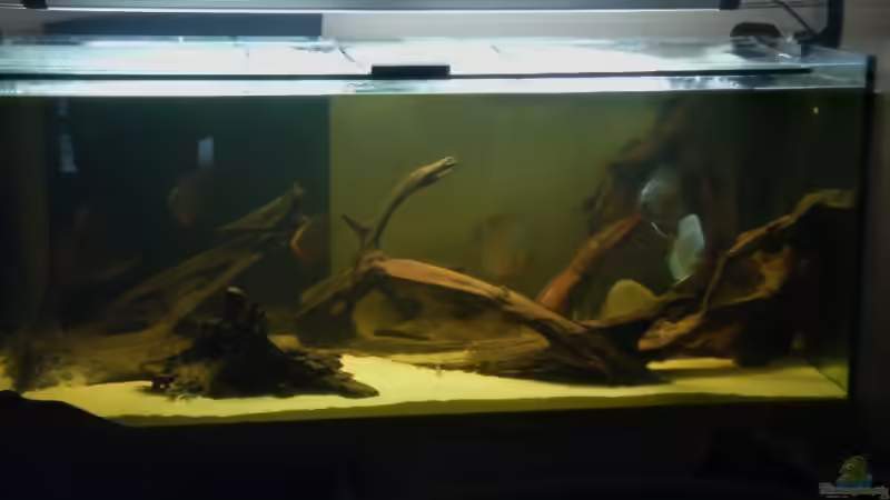 Hauptansicht Aquarium von Diskusbecken von Stalker (1)