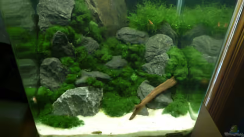 Hauptansicht Aquarium von DNC von Cichlid Power (1)
