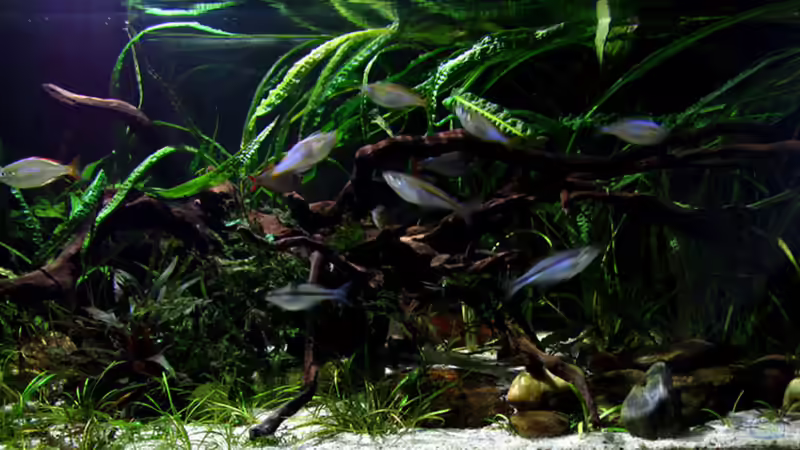 Hauptansicht Aquarium von Driftwood von wsc (1)