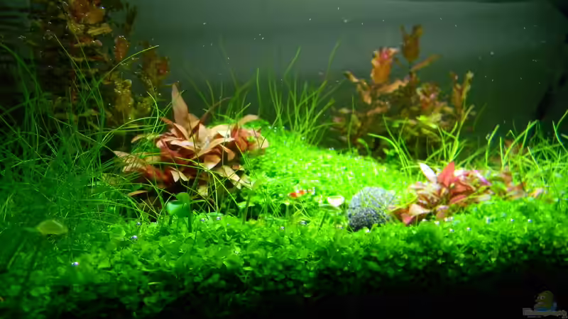 Hauptansicht Aquarium von Dry Start Scape Mein Nanoprojekt von Alfur (1)