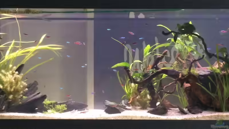 Hauptansicht Aquarium von Durchbruch von Steven Dietrich