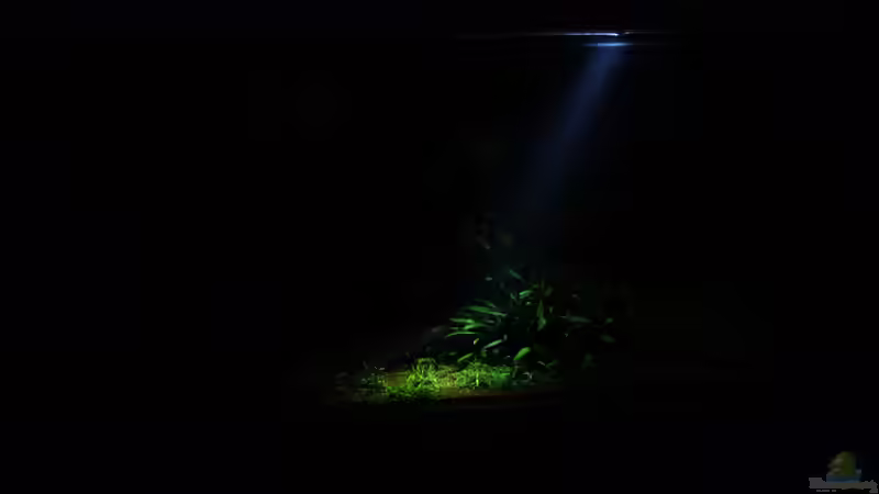 Hauptansicht Aquarium von Easy Scaping (nur noch Beispiel) von ManiacXL (1)