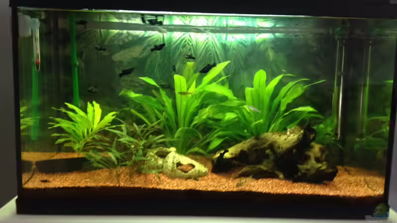 Hauptansicht Aquarium von EHEIM Aquapro 80 von Rusch (1)