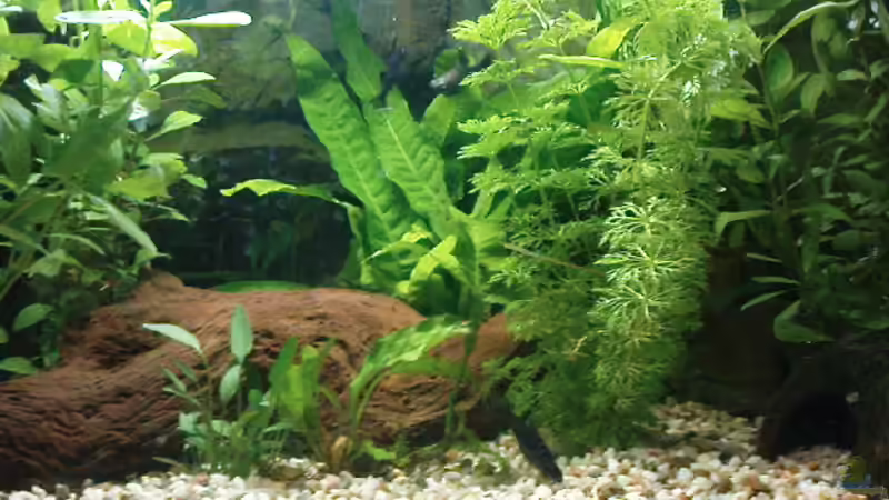 Hauptansicht Aquarium von Eheim complete set 60 von Die Hängenden Gärten (1)