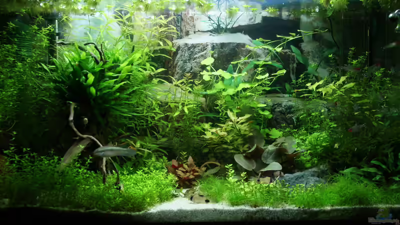 Hauptansicht Aquarium von Eheim Vivaline 126 von Aniram (1)