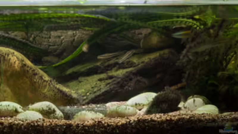 Hauptansicht Aquarium von Ein flacher Bach in Westafrika von Stanislav Kislyuk (1)