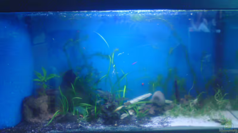 Hauptansicht Aquarium von Einlaufphase Naturbecken von Pinkie (1)