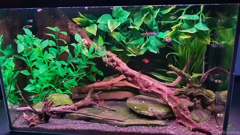 Hauptansicht Aquarium von Endlerzuchtparadies von Malawi-Guard (1)