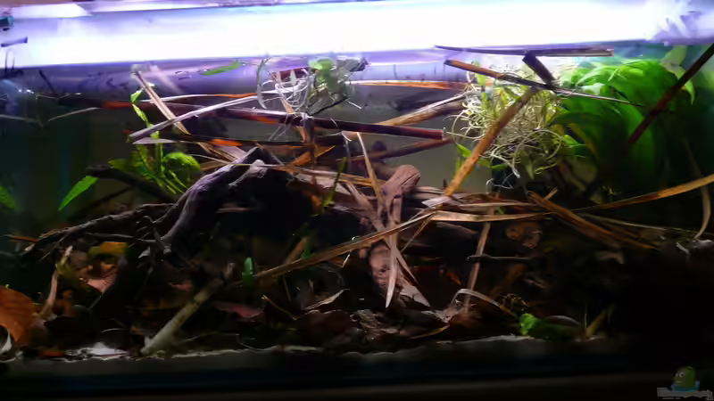 Hauptansicht Aquarium von Enigmatochromis II von Cichlid Power (1)