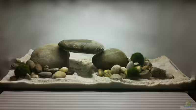 Hauptansicht Aquarium von Ersatzbecken von linlan (1)