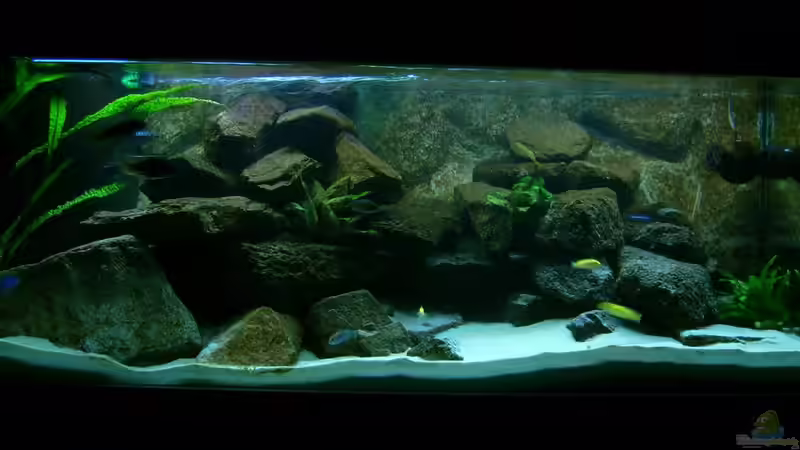 Hauptansicht Aquarium von Erstes Malawi von Gallireya Reef (1)