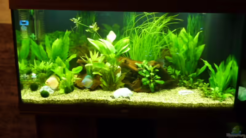 Hauptansicht Aquarium von Fam Mosick von Normen Mosick (1)