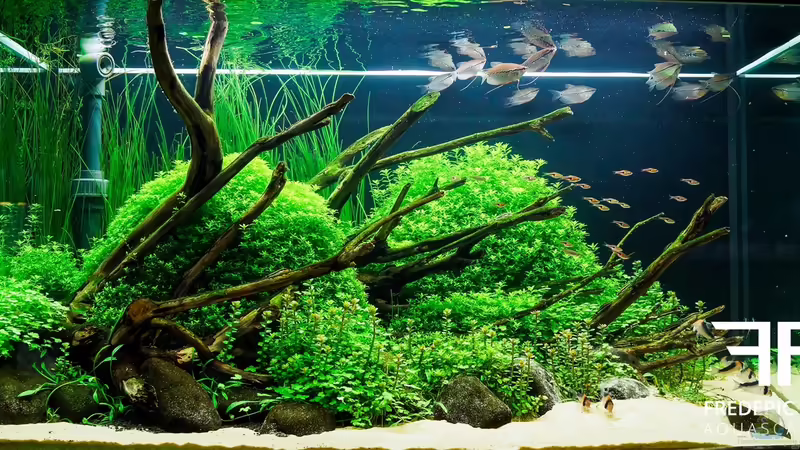 Hauptansicht Aquarium von Far East von Fredo Fuss (1)