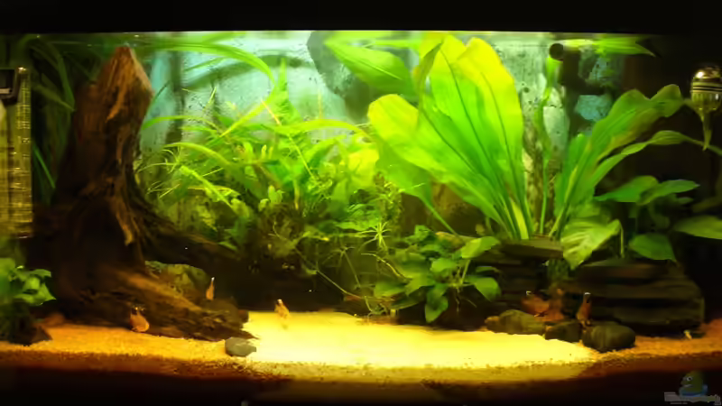 Hauptansicht Aquarium von Fast Südamerika von zetti (1)