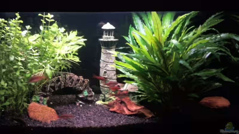 Hauptansicht Aquarium von Feierabendentspannung ;) von BVB-Barbe (1)