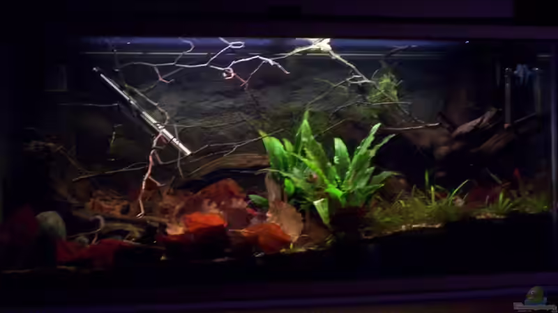 Hauptansicht Aquarium von Feuerwasser / Nur noch Beispiel / von Didi (1)
